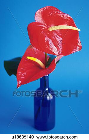 Pare of Anthurium Flowers in a Glass Bottle, Differential Focus View Large Photo Image Stock Image - Pare of Anthurium Flowers in a Glass Bottle, Differential Focus. Fotosearch