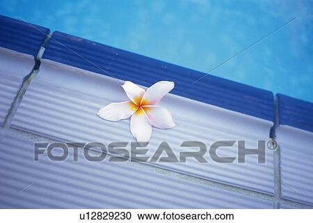 Stock Image - Plumeria Flower by the Pool Side, High Angle View. Fotosearch