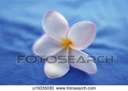 Stock Image - Plumeria Flower on a Blue Cloth, Differential Focus. Fotosearch