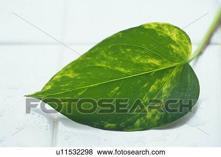 Pothos Leaf on the White Tiles, Differential Focus View Large Photo Image Stock Photo - Pothos Leaf on the White Tiles, Differential Focus. Fotosearch