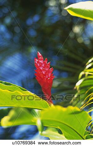 Red Ginger Flower, Differential Focus View Large Photo Image Picture - Red Ginger Flower, Differential Focus. Fotosearch