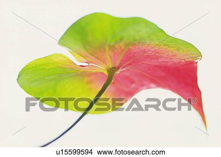 Studio Shot of a Anthurium Flower, Differential Focus View Large Photo Image Picture - Studio Shot of a Anthurium Flower, Differential Focus. Fotosearch