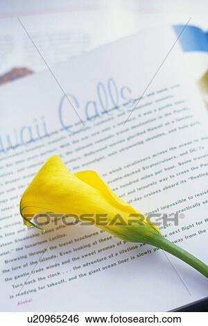 Studio Shot of a Calla Flower on a Book Page, Differential Focus View Large Photo Image Stock Photograph - Studio Shot of a Calla Flower on a Book Page, Differential Focus. Fotosearch