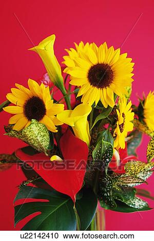 Stock Image - Studio Shot of a Flower Arrangement, Close Up. Fotosearch