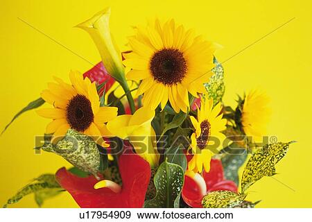 Studio Shot of a Flower Arrangement View Large Photo Image Stock Photo - Studio Shot of a Flower Arrangement. Fotosearch