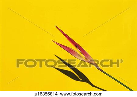 Studio Shot of a Heliconia Flower, Copy Space View Large Photo Image Picture - Studio Shot of a Heliconia Flower, Copy Space. Fotosearch