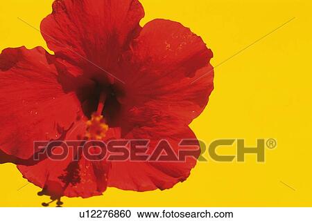 Studio Shot of a Hibiscus Flower View Large Photo Image Stock Image - Studio Shot of a Hibiscus Flower . Fotosearch