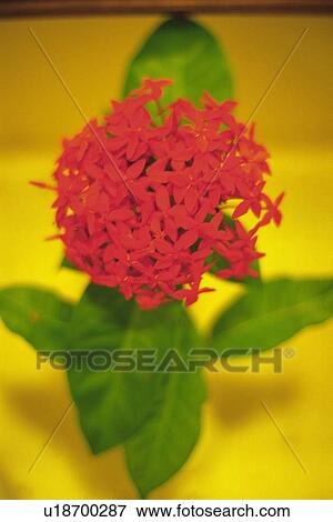 Stock Photo - Studio Shot of a Tropical Flower, Differential Focus. Fotosearch