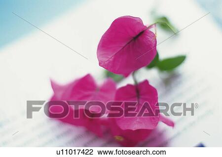 Studio Shot of Bougainvillea Flowers on a Note Page, Differential Focus View Large Photo Image Stock Image - Studio Shot of Bougainvillea Flowers on a Note Page, Differential Focus. Fotosearch