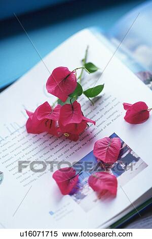 Studio Shot of Bougainvillea Flowers on a Book Page, Differential Focus View Large Photo Image Stock Photography - Studio Shot of Bougainvillea Flowers on a Book Page, Differential Focus. Fotosearch