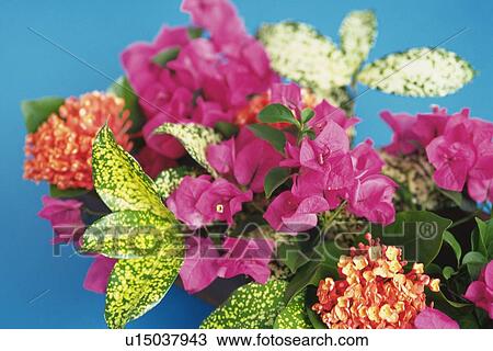 Studio Shot of Bougainvillea Flowers, Differential Focus View Large Photo Image Stock Image - Studio Shot of Bougainvillea Flowers, Differential Focus. Fotosearch