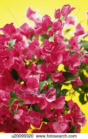 Studio Shot of Bougainvillea Flowers Differential Focus View Large Photo Image Stock Image - Studio Shot of Bougainvillea Flowers Differential Focus. Fotosearch