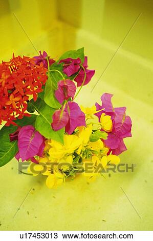 Studio Shot of Tropical Flowers, Differential Focus View Large Photo Image Stock Image - Studio Shot of Tropical Flowers, Differential Focus . Fotosearch