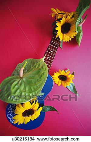 Picture - Sunflowers and Anthuriums Around a Ukulele, Studio Shot. Fotosearch