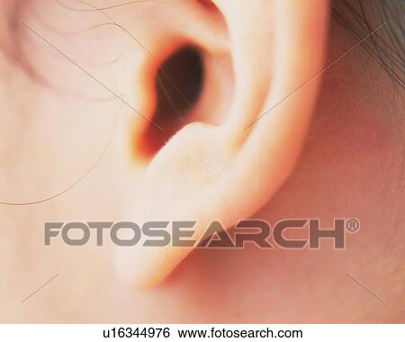 Closed Up Image of an Ear, Side View, Differential Focus View Large Photo Image Stock Photograph - Closed Up Image of an Ear, Side View, Differential Focus. Fotosearch