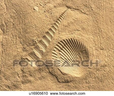 Stock Image - Plaster Craft of Sea Shells, High Angle View. Fotosearch