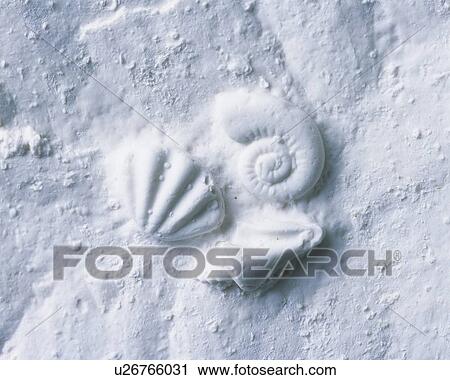 Plaster Craft of Sea Shells, High Angle View View Large Photo Image Stock Image - Plaster Craft of Sea Shells, High Angle View. Fotosearch