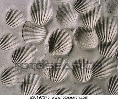 Plaster Craft of Sea Shells, High Angle View View Large Photo Image Stock Photography - Plaster Craft of Sea Shells, High Angle View. Fotosearch