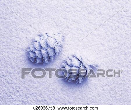 Stock Photo - Sand Craft of Pine Cones, High Angle View. Fotosearch