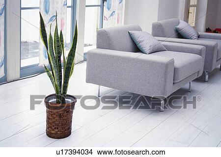 Image of a Living Room With Variegated Snake Plant, High Angle View, Side View View Large Photo Image Picture - Image of a Living Room With Variegated Snake Plant, High Angle View, Side View. Fotosearch