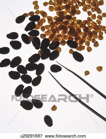 Stock Photo - A pair of tweezers sorting beans, high angle view, white background. Fotosearch