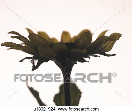 Flower head of sunflower, side view, white background View Large Photo Image Picture - Flower head of sunflower, side view, white background. Fotosearch