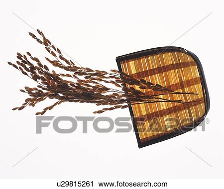 Rice plants and straw tray, high angle view, white background View Large Photo Image Stock Image - Rice plants and straw tray, high angle view, white background. Fotosearch