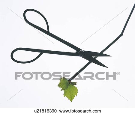 Scissors cutting twig with leaves, high angle view, white background View Large Photo Image Stock Image - Scissors cutting twig with leaves, high angle view, white background. Fotosearch