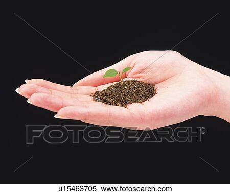 A bud in woman's hand View Large Photo Image Stock Photography - A bud in woman's hand. Fotosearch