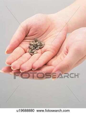 Grains in woman's hand View Large Photo Image Stock Image - Grains in woman's hand. Fotosearch