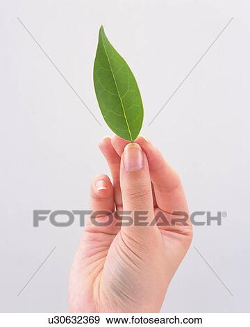 Woman holding a leaf View Large Photo Image Stock Photo - Woman holding a leaf. Fotosearch