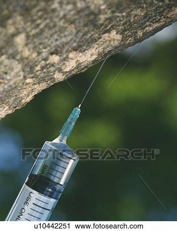 Branch of a tree taking an injection View Large Photo Image Stock Image - Branch of a tree taking an injection. Fotosearch