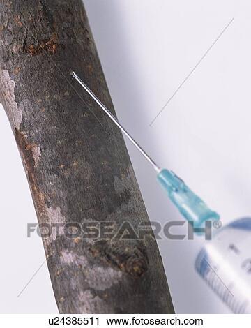 Branch of a tree taking an injection View Large Photo Image Stock Image - Branch of a tree taking an injection. Fotosearch