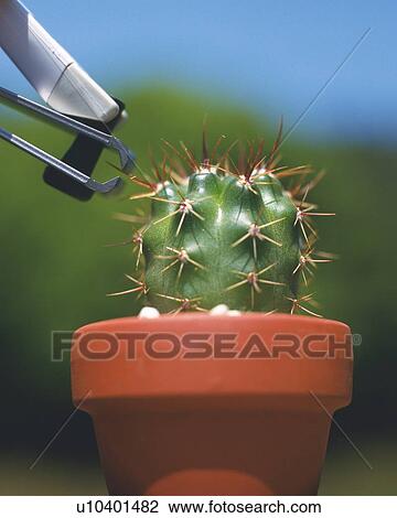 Stock Image - Cactus being cut prick by nail clipper. Fotosearch