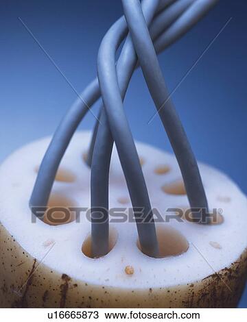 Stock Image - Cord getting out from holes of lotus root. Fotosearch