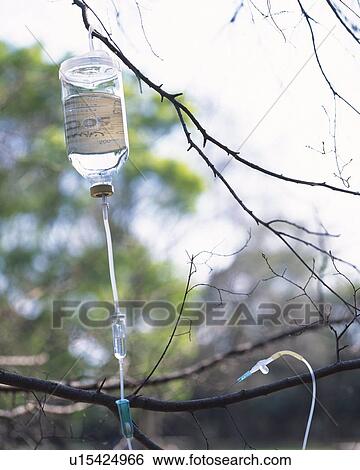 Intravenous drip hung on branch of tree View Large Photo Image Stock Photograph - Intravenous drip hung on branch of tree. Fotosearch