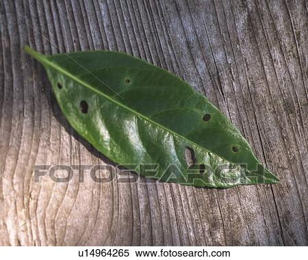 Leaf with worm holes on wooden table View Large Photo Image Stock Photography - Leaf with worm holes on wooden table. Fotosearch