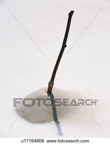 Stock Photo - Small twig sticking out of sand. Fotosearch