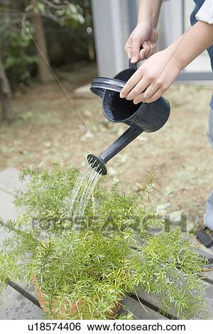 Mid Adult Woman watering a plant View Large Photo Image Stock Photograph - Mid Adult Woman watering a plant. Fotosearch