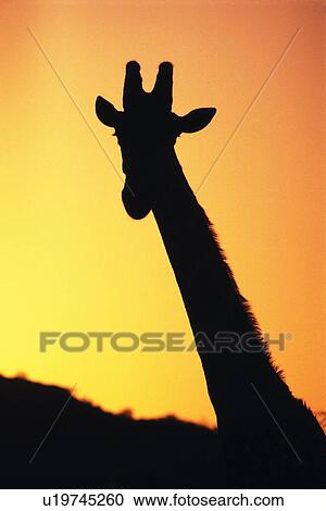 シルエット の A キリン 頭 に対して 夕方 空 正面図 ストックイメージ U Fotosearch