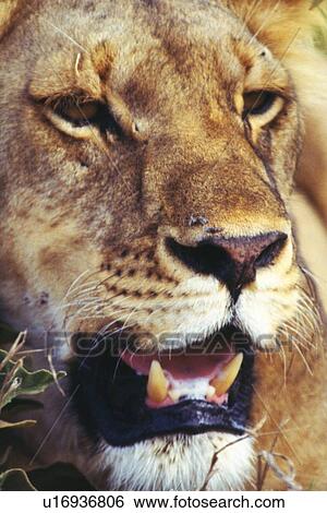 閉じられた の上 イメージ の A ライオン 顔 正面図 画像コレクション U Fotosearch