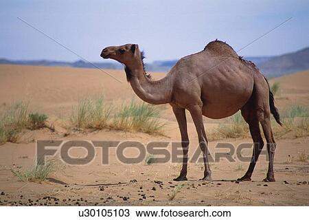 Stock Image - A Camel in the Desert, Side View, Differential Focus. Fotosearch