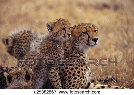 A Cheetah Family Gazing Away, Parent and Children, Side View, Differential Focus View Large Photo Image Stock Photo - A Cheetah Family Gazing Away, Parent and Children, Side View, Differential Focus. Fotosearch