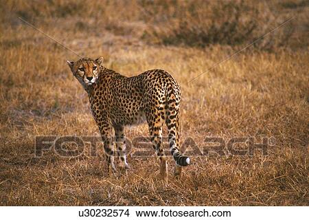 A Cheetah Looking Back, Side View View Large Photo Image Picture - A Cheetah Looking Back, Side View. Fotosearch