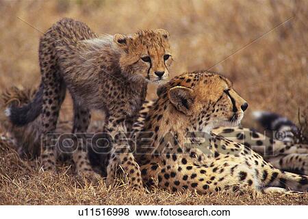 Stock Photo - A Cheetah Parent and a Child, Differential Focus, Side View. Fotosearch