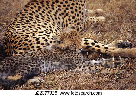 A Cheetah Parent and a Sleeping Child, High Angle View View Large Photo Image Stock Photography - A Cheetah Parent and a Sleeping Child, High Angle View. Fotosearch