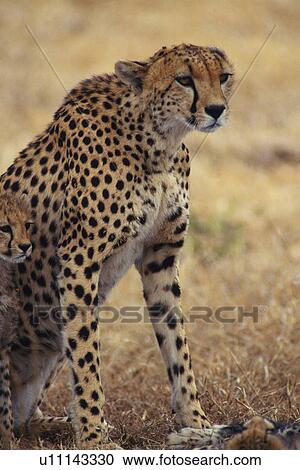 Stock Image - A Cheetah Parent and Its Child, Side View, Differential Focus. Fotosearch