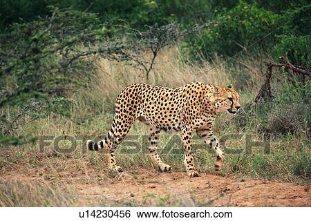 A Cheetah Walking a Thicket, Side View View Large Photo Image Stock Photograph - A Cheetah Walking a Thicket, Side View. Fotosearch