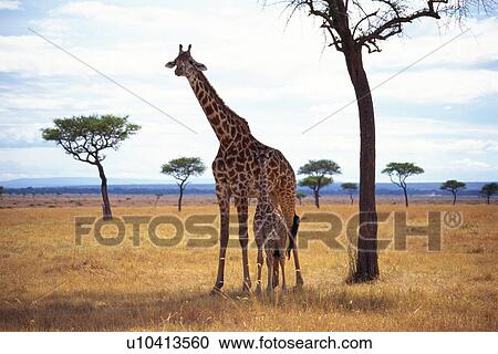 A Giraffe Parent and a Child by the Tree, Front View, Side View View Large Photo Image Stock Image - A Giraffe Parent and a Child by the Tree, Front View, Side View. Fotosearch