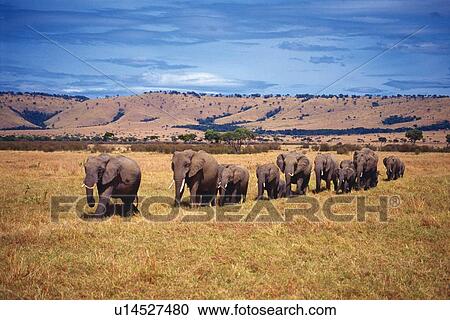 Stock Image - A Herd of Elephants, Side View. Fotosearch